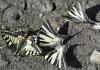 Iphiclides podalirius